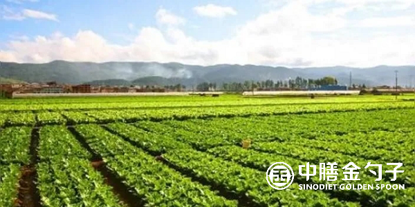 食材配送公司選擇種植基地應(yīng)該注意哪些事項(xiàng)？